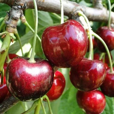 Черешня САШЕНЬКА  Черешня САШЕНЬКА в Чебоксарах