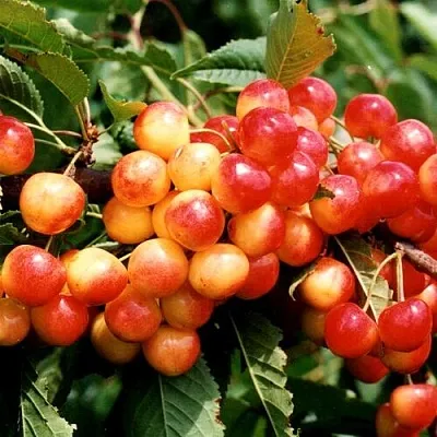 Черешня БЮТТНЕРА КРАСНАЯ  Черешня БЮТТНЕРА КРАСНАЯ в Чебоксарах