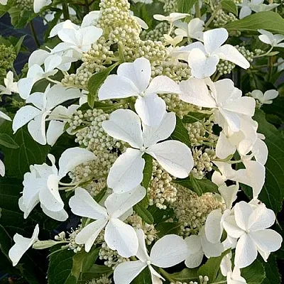 Гортензия ЛЕВАНА метельчатая  Гортензия ЛЕВАНА метельчатая в Чебоксарах