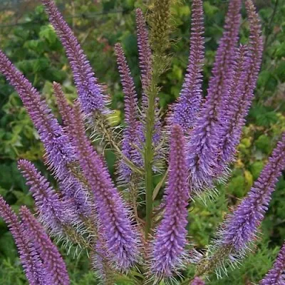 Вероникаструм ФАСЦИНЕЙШН  Вероникаструм ФАСЦИНЕЙШН в Чебоксарах