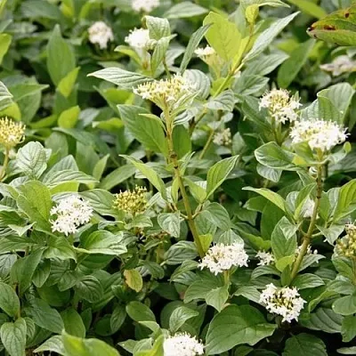 Дерен ФЛАВИРАМЕА отпрысковый  в Чебоксарах