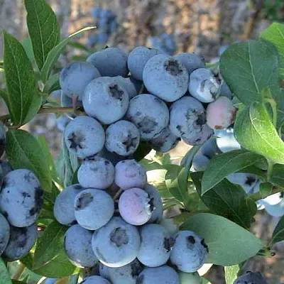Голубика НОРТЛАНД  Голубика НОРТЛАНД в Чебоксарах