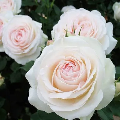 Саженцы роз ПАЛЕ РОЯЛЬ плетистая  Саженцы роз ПАЛЕ РОЯЛЬ плетистая в Чебоксарах