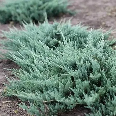 Можжевельник БЛЮ ЧИП горизонтальный  Можжевельник БЛЮ ЧИП горизонтальный в Чебоксарах