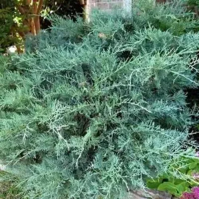 Можжевельник ГРЕЙ ОУЛ виргинский в Чебоксарах