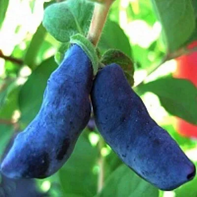 Жимолость съедобная БАКЧАРСКИЙ ВЕЛИКАН  Жимолость съедобная БАКЧАРСКИЙ ВЕЛИКАН в Чебоксарах