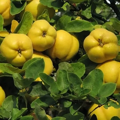 Цидония  Цидония в Чебоксарах