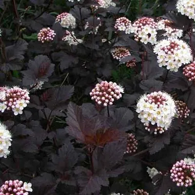 Пузыреплодник ДИАБЛО  Пузыреплодник ДИАБЛО в Чебоксарах