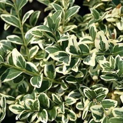 Бирючина ВАРИЕГАТУМ овальнолистная — описание сорта Бирючина ВАРИЕГАТУМ овальнолистная в Чебоксарах