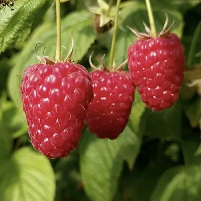 Малина МАПЕМА   Малина МАПЕМА  в Чебоксарах