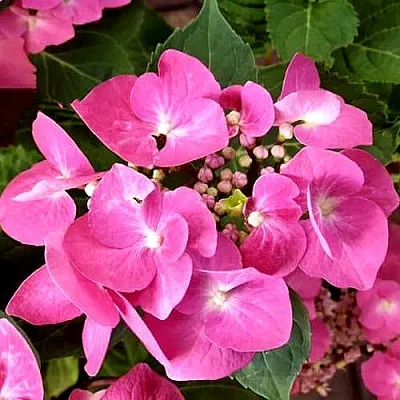 Гортензия ТАУБЕ крупнолистная  Гортензия ТАУБЕ крупнолистная в Чебоксарах