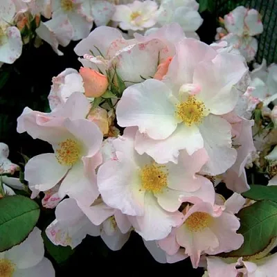 Саженцы роз САЛЛИ ХОЛМС мускусная  Саженцы роз САЛЛИ ХОЛМС мускусная в Чебоксарах