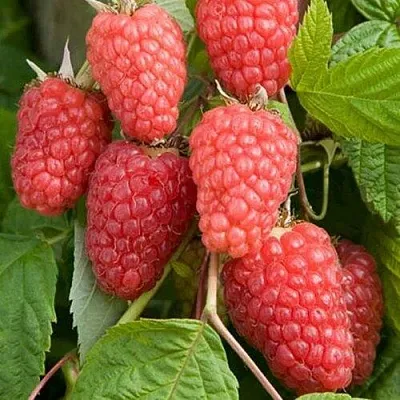 Малина КАСКАД ДЕЛАЙТ  Малина КАСКАД ДЕЛАЙТ в Чебоксарах