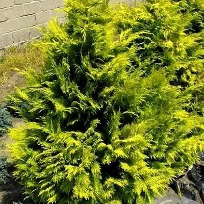 Кипарисовик ГОЛДЕН ВОНДЕР лавсона  Кипарисовик ГОЛДЕН ВОНДЕР лавсона в Чебоксарах