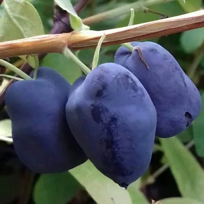 Жимолость съедобная БОРЕАЛ БЬЮТИ (СЕВЕРНАЯ КРАСАВИЦА)  Жимолость съедобная БОРЕАЛ БЬЮТИ (СЕВЕРНАЯ КРАСАВИЦА) в Чебоксарах