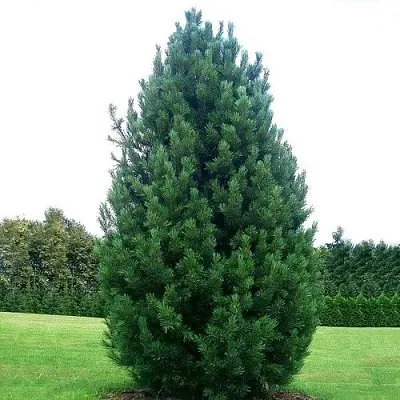 Сосна кедровая  в Чебоксарах