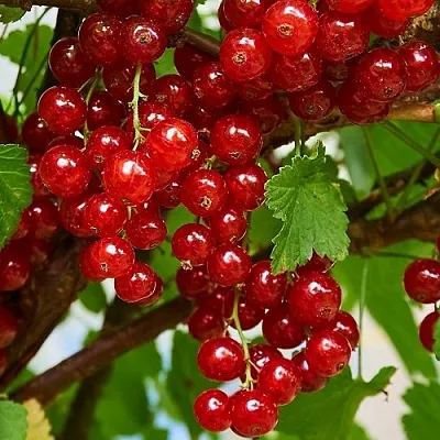 Смородина красная НАТАЛИ  Смородина красная НАТАЛИ в Чебоксарах