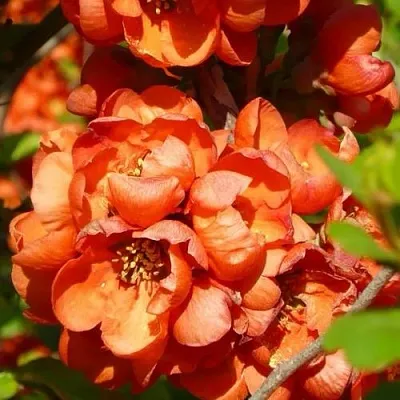 саженцы айвы саженцы айвы