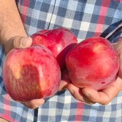 Яблоня ПАМЯТЬ КОВАЛЕНКО — описание сорта Яблоня ПАМЯТЬ КОВАЛЕНКО в Чебоксарах