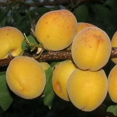 Абрикос ДЕСЕРТНЫЙ ГОЛУБЕВА  Абрикос ДЕСЕРТНЫЙ ГОЛУБЕВА в Чебоксарах