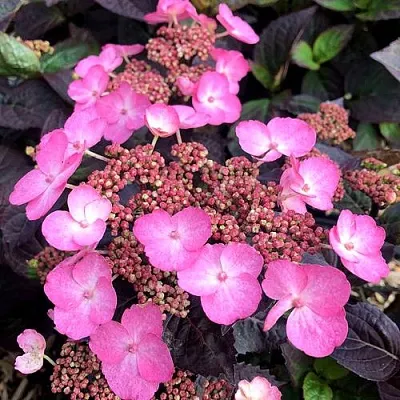 Гортензия ДАРЕДЕВИЛ пильчатая  Гортензия ДАРЕДЕВИЛ пильчатая в Чебоксарах