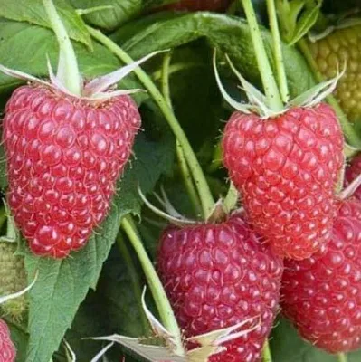 Малина ЕВРАЗИЯ  Малина ЕВРАЗИЯ в Чебоксарах