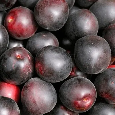 Абрикос ЧЕРНЫЙ ПРИНЦ  Абрикос ЧЕРНЫЙ ПРИНЦ в Чебоксарах