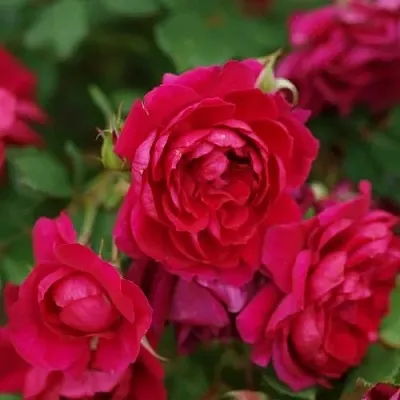 Саженцы роз КВАДРА плетистая  Саженцы роз КВАДРА плетистая в Чебоксарах