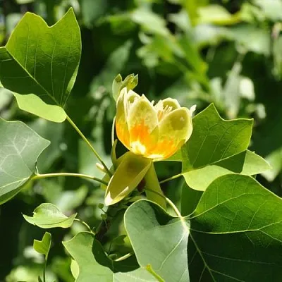 ЛИРИОДЕНДРОН тюльпанный  ЛИРИОДЕНДРОН тюльпанный в Чебоксарах