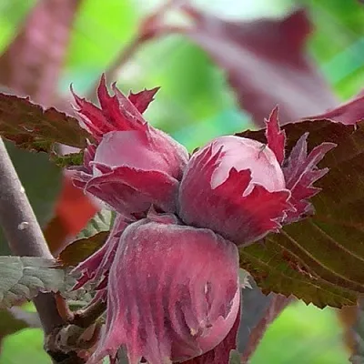 Фундук КАРДИНАЛ  Фундук КАРДИНАЛ в Чебоксарах