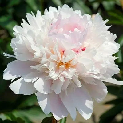 Пион АЛЕРТИ травянистый в Чебоксарах