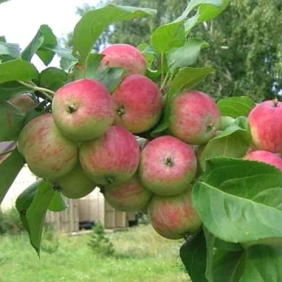 Яблоня ГРУШОВКА МОСКОВСКАЯ в Чебоксарах