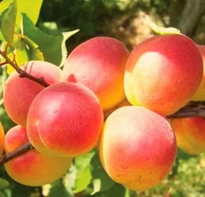 Абрикос NJA-19  Абрикос NJA-19 в Чебоксарах