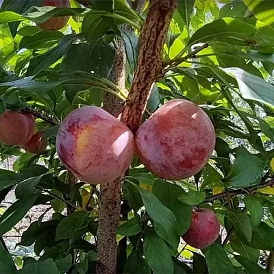 Плуот ГЕО ПРАЙД в Чебоксарах