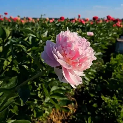 Пион ИМПЕРАТОРСКАЯ НАЛОЖНИЦА древовидный в Чебоксарах