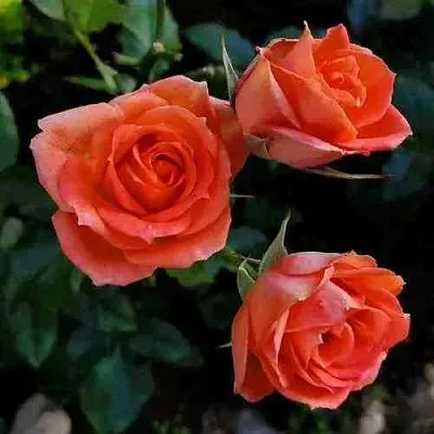 Саженцы роз ОРАНЖ ДЖЕВЕЛ миниатюрная  Саженцы роз ОРАНЖ ДЖЕВЕЛ миниатюрная в Чебоксарах