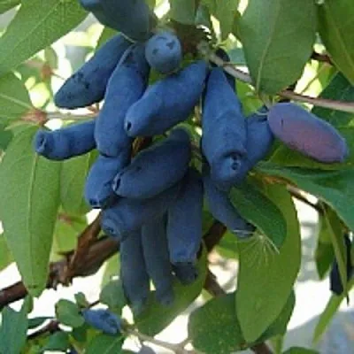 Жимолость съедобная ГОРДОСТЬ БАКЧАРА  Жимолость съедобная ГОРДОСТЬ БАКЧАРА в Чебоксарах