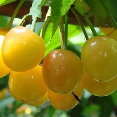 Черешня ЯНТАРНАЯ  Черешня ЯНТАРНАЯ в Чебоксарах