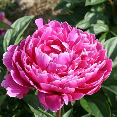 Пион СЕБАСТЬЯН МААС травянистый  Пион СЕБАСТЬЯН МААС травянистый в Чебоксарах