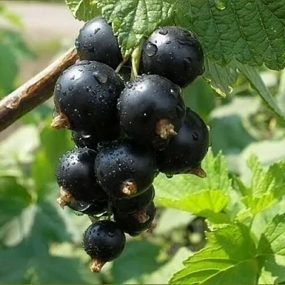 Смородина черная ПИГМЕЙ  Смородина черная ПИГМЕЙ в Чебоксарах