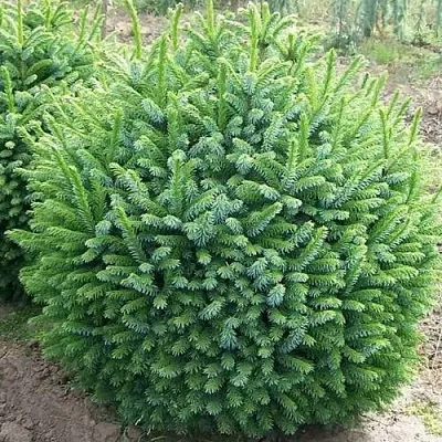 Ель НАНА сербская в Чебоксарах