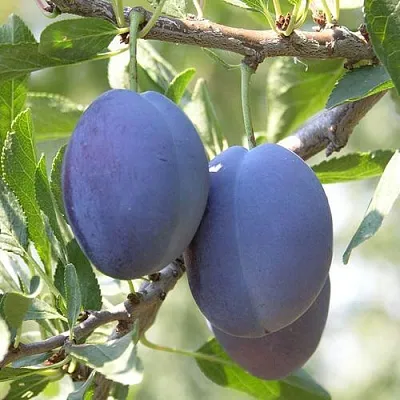 Слива СТЭНЛИ в Чебоксарах