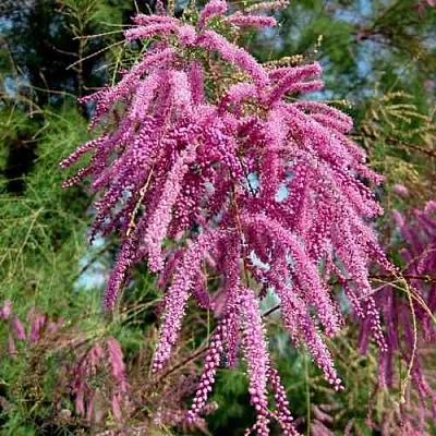 Тамарикс ПИНК КАСКАД  Тамарикс ПИНК КАСКАД в Чебоксарах