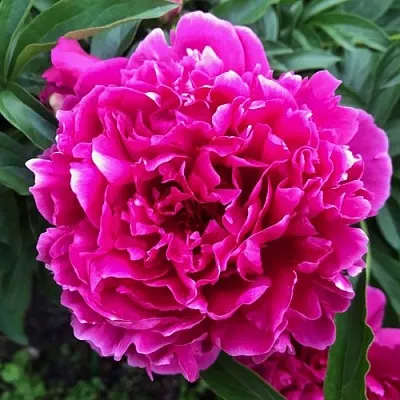 Пион КАРЛ РОЗЕНФЕЛЬД травянистый в Чебоксарах