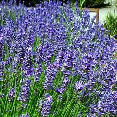 Лаванда ФЕНОМЕНАЛ узколистная  Лаванда ФЕНОМЕНАЛ узколистная в Чебоксарах