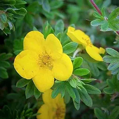 Лапчатка ГОЛДСТАР кустарниковая  Лапчатка ГОЛДСТАР кустарниковая в Чебоксарах