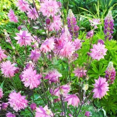 Аквилегия БАРЛОУ ПИНК гибрид МакКаны — описание сорта Аквилегия БАРЛОУ ПИНК гибрид МакКаны в Чебоксарах