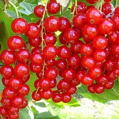 Смородина красная ФЕРТОДИ  Смородина красная ФЕРТОДИ в Чебоксарах