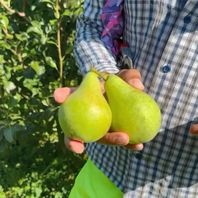 Груша ЗАРЕЧНАЯ КОМПАКТНАЯ  Груша ЗАРЕЧНАЯ КОМПАКТНАЯ в Чебоксарах