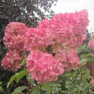 Гортензия АМАРИН метельчатая  Гортензия АМАРИН метельчатая в Чебоксарах